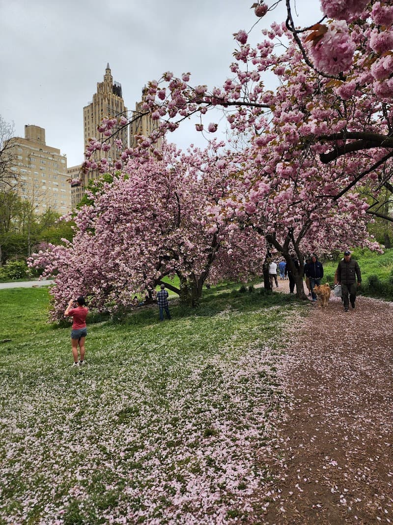 Bridle Path - Cherry Blossoms