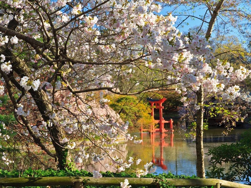 Brooklyn Botanic Garden